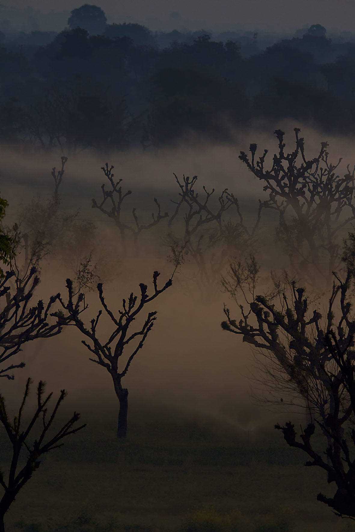 Barren trees at Nalavgarh