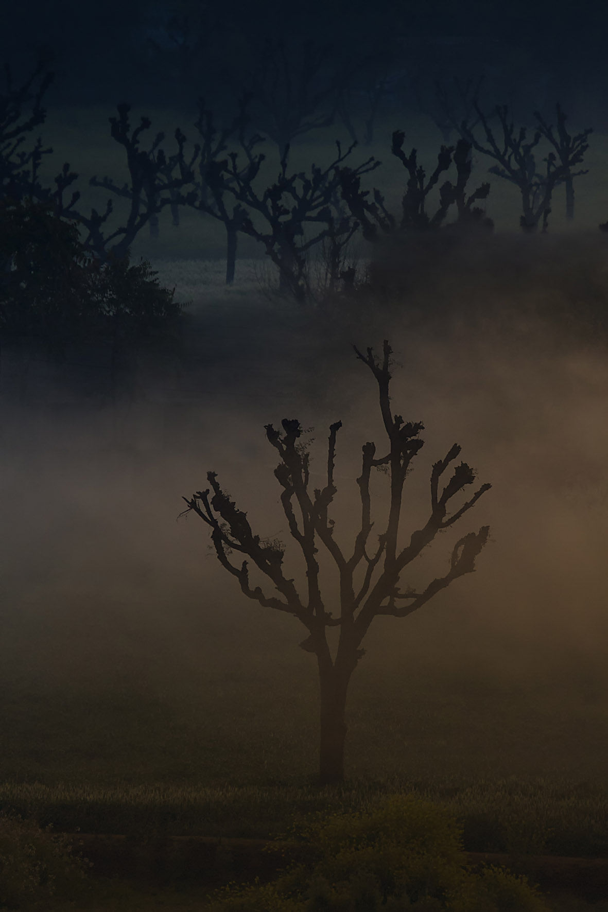 Barren trees at Nalavgarh