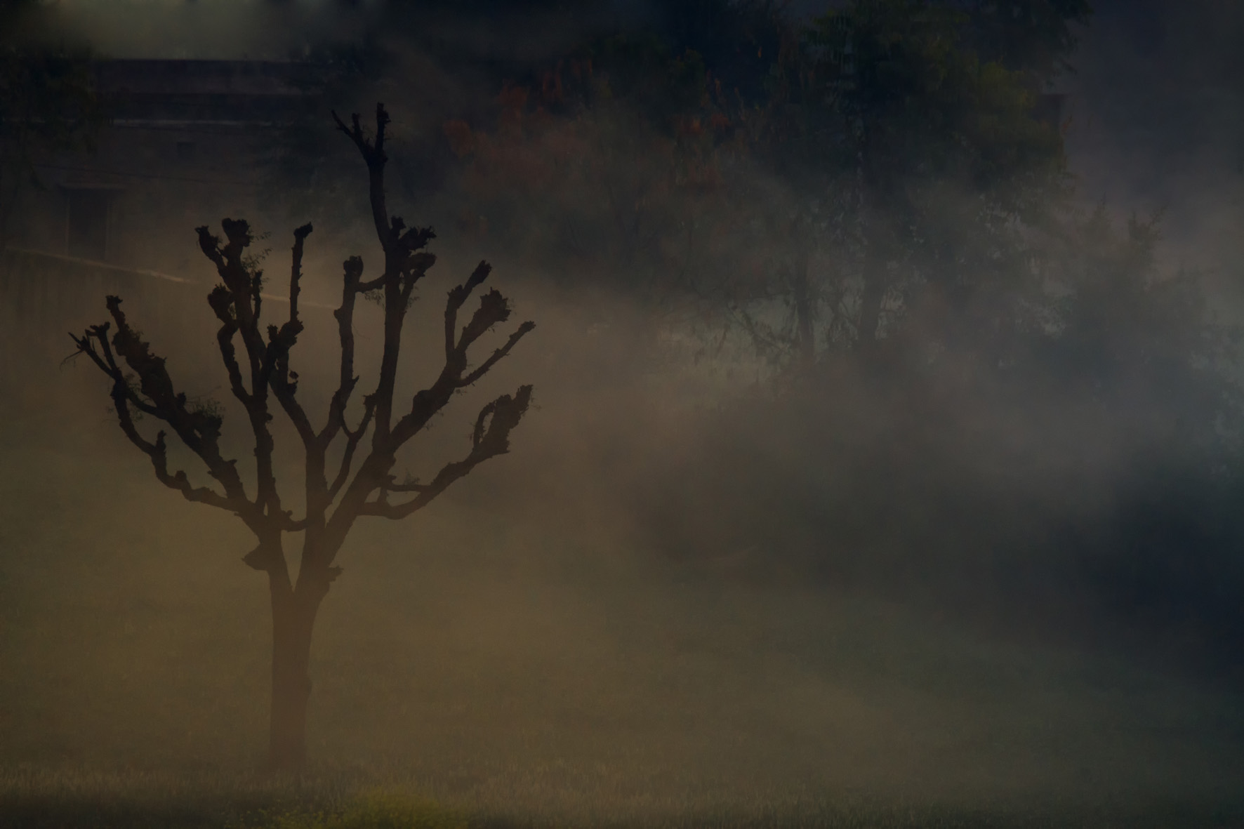 Barren trees at Nalavgarh