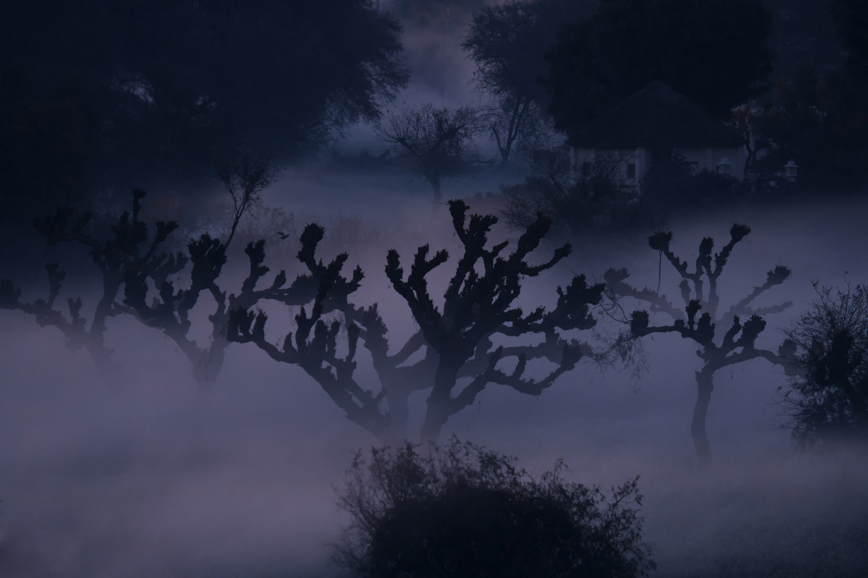 Barren trees at Nalavgarh