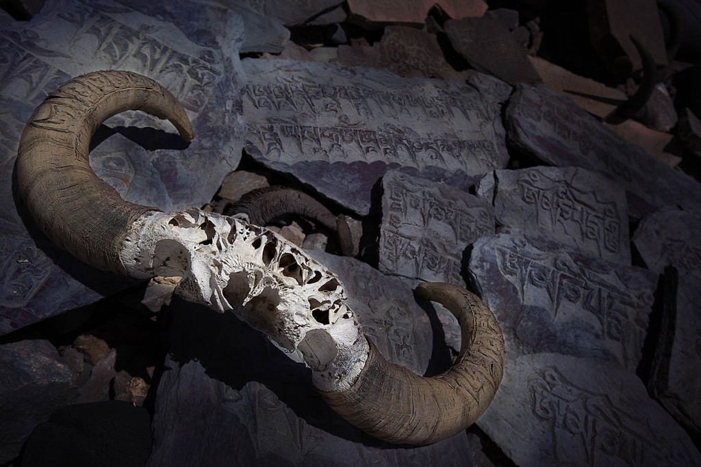 Yak skulls, Tibet
