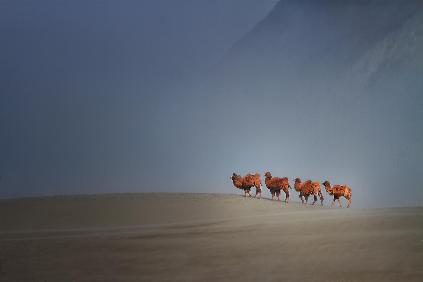 Bactrian Camels of Nubra Valley